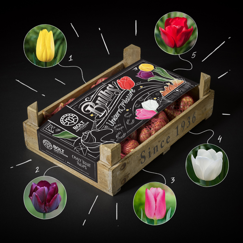 100x Tulip flowerbulbs “UNICORN TREASURE” Crate – Colourful Mix – New Harvest – Dutch quality flowerbulbs