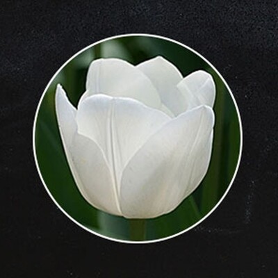 Witte Tulpen Boeket "ROYAL VIRGIN"