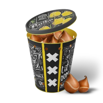 15x Yellow tulip bulbs in the "Yellow Punk" tin