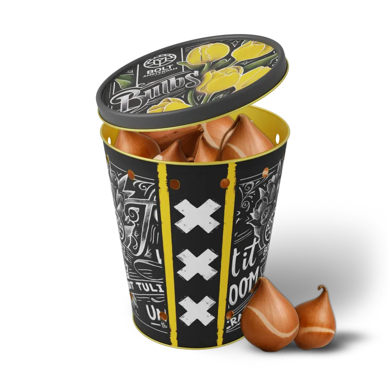 15x Yellow tulip bulbs in the "Yellow Punk" tin