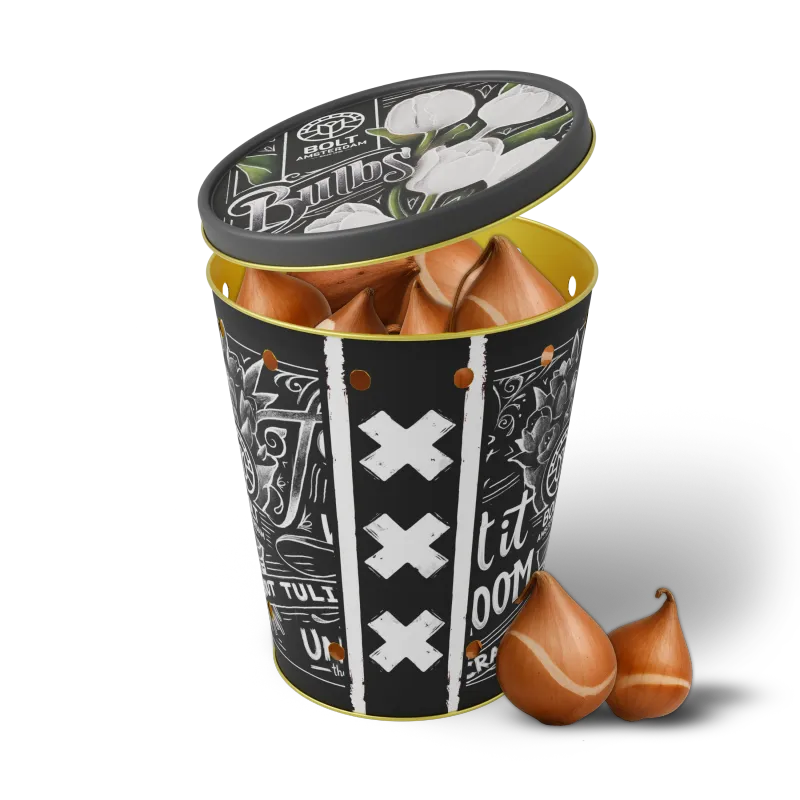 15x White tulip bulbs in the "White Rebel" tin