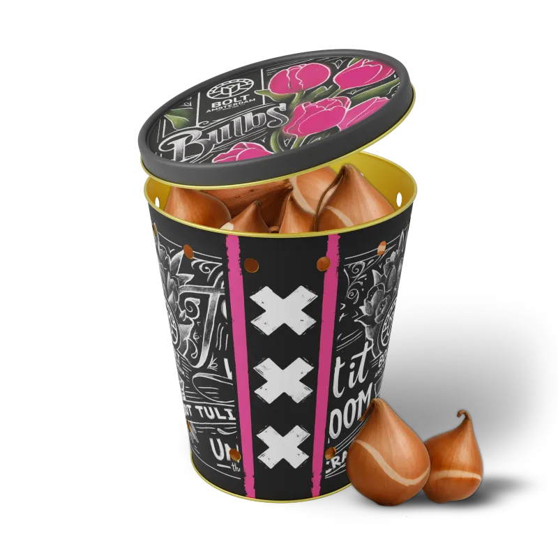 15x Pink tulip bulbs in the "Pink Pop" tin