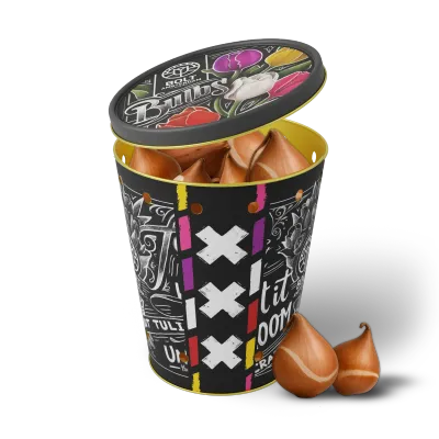 15x Mixed tulip bulbs in the "Dance Valley" tin