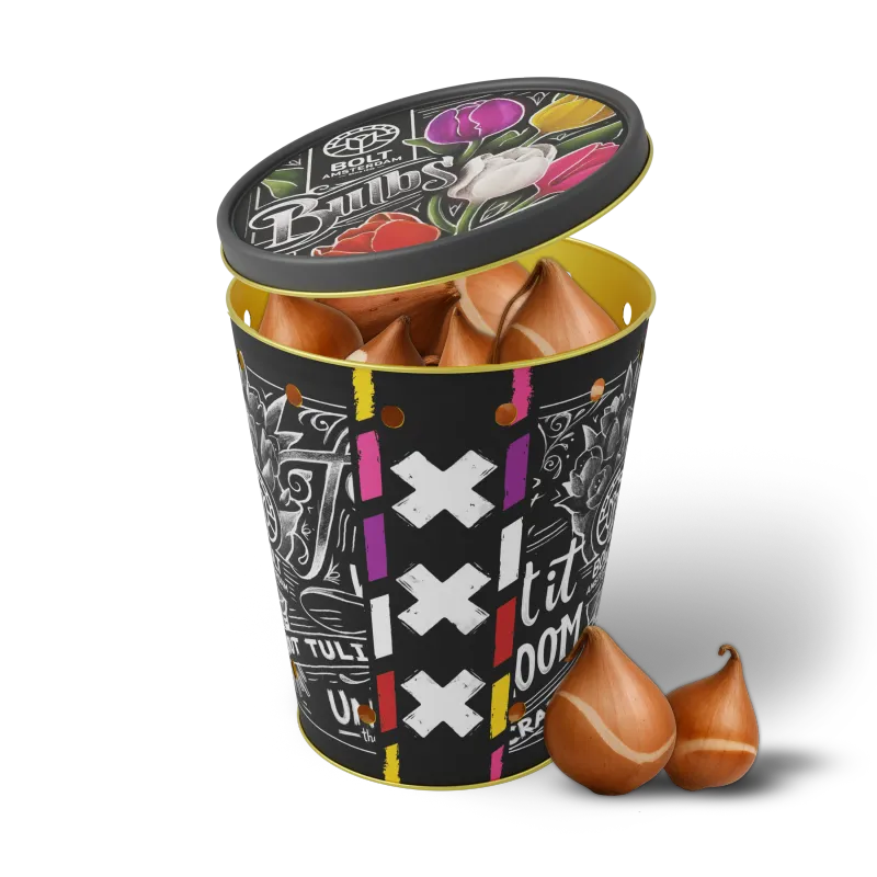 15x Mixed tulip bulbs in the "Dance Valley" tin