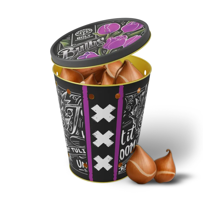 15x Purple tulip bulbs in the "Purple Punch" tin