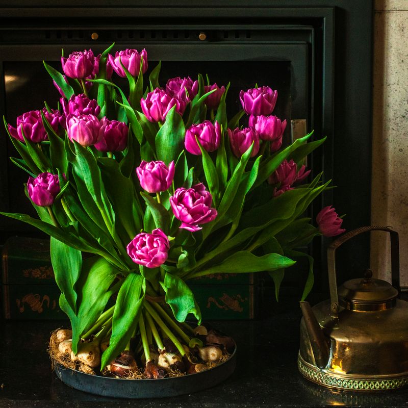 Gift Tulip Subscription