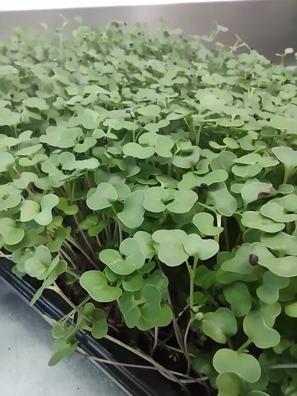 Microgreen Basic Salad Mix