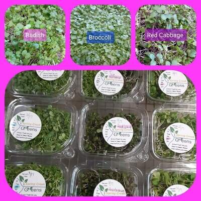 Microgreen Monthly Subscription