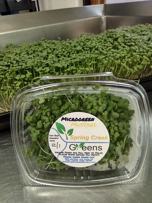 Microgreen Mustard