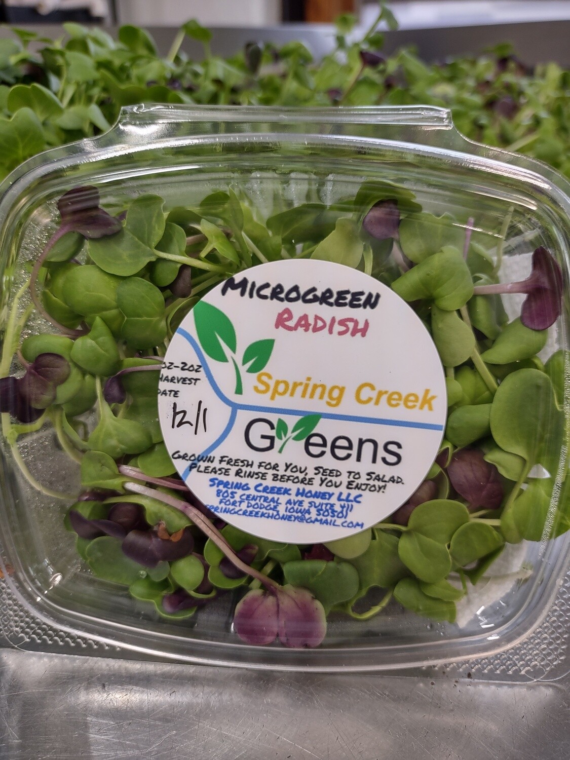 Microgreen Radish