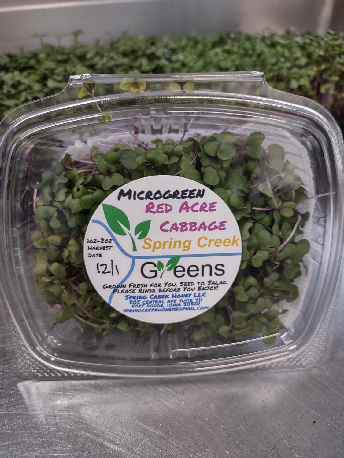Microgreen Red Acre Cabbage