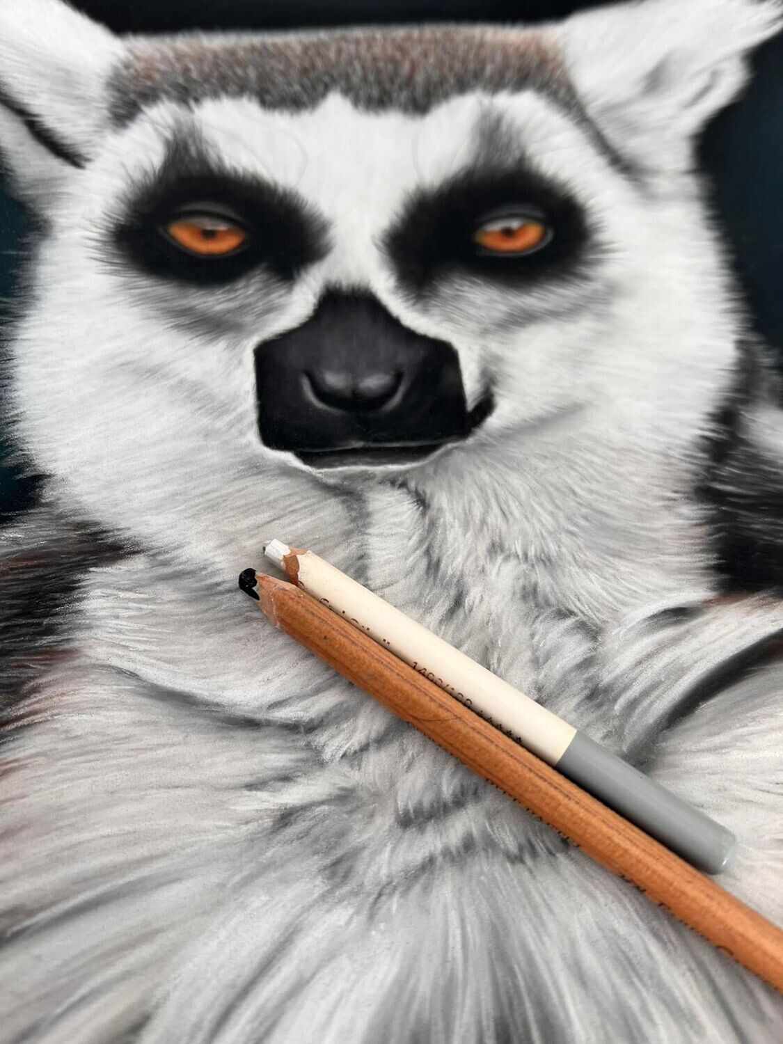 Apprendre à dessiner un Lémurien au pastel sec
