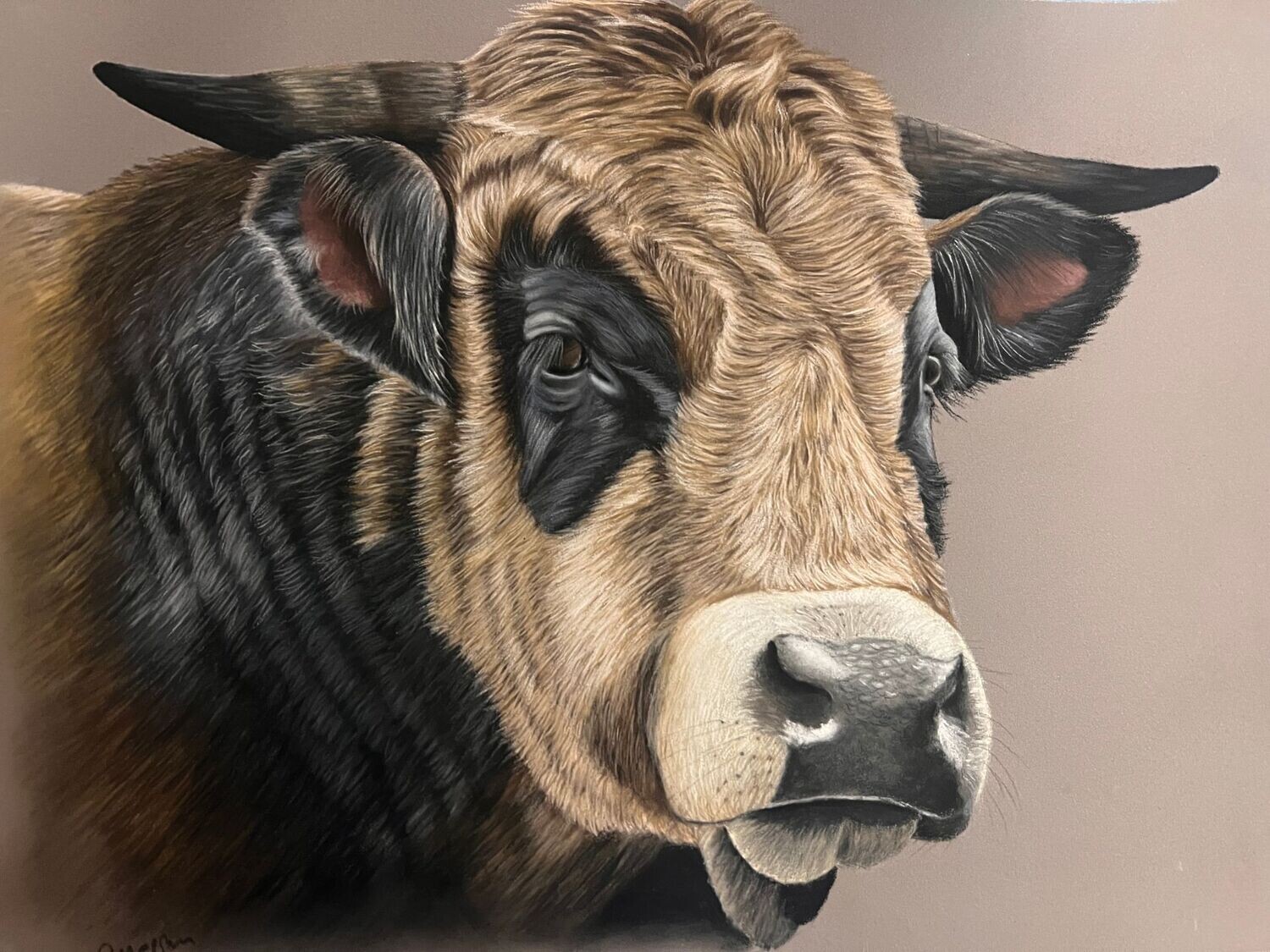 Apprendre à dessiner un taureau au pastel sec