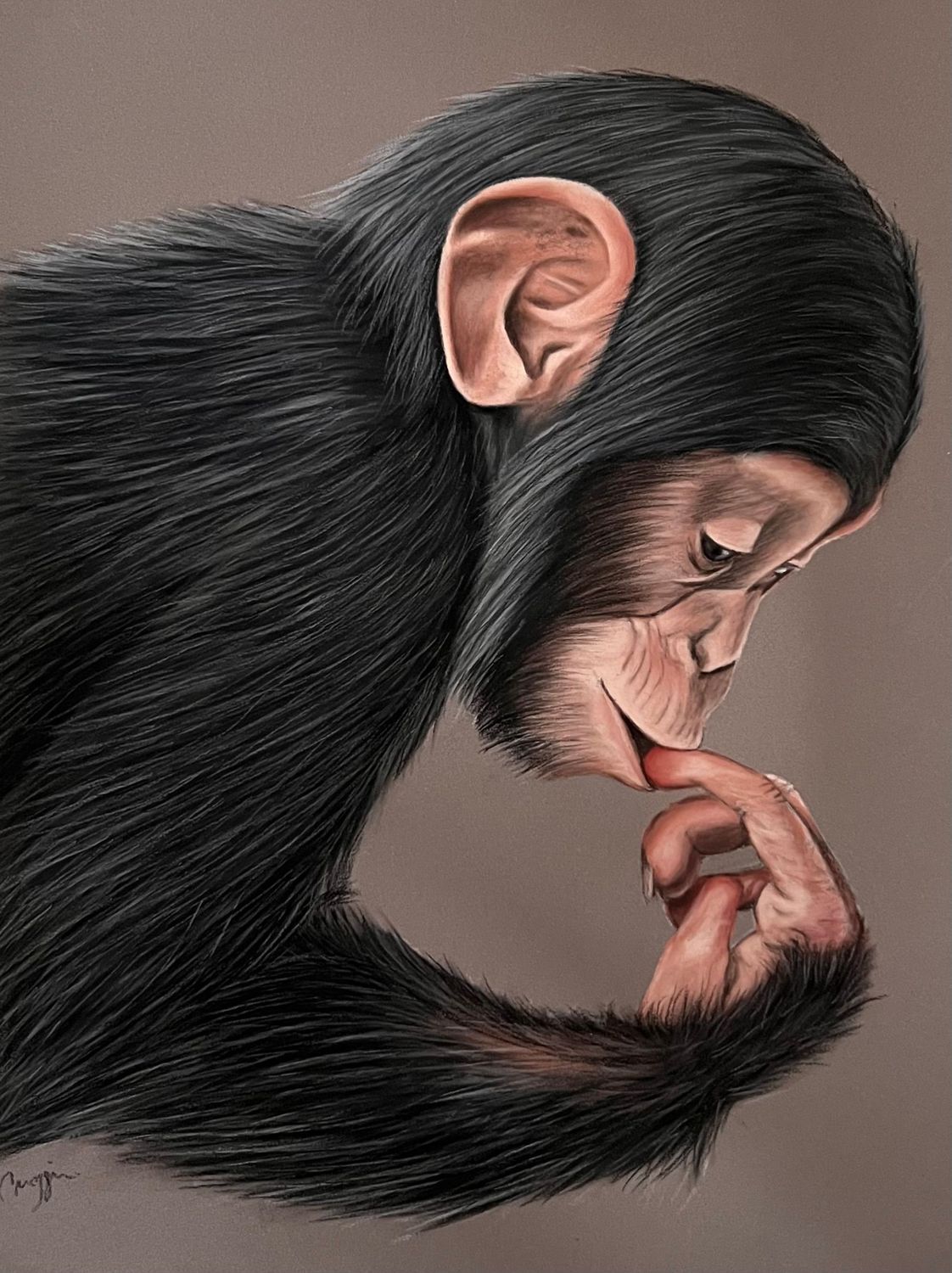 Réaliser un chimpanzé au pastel sec