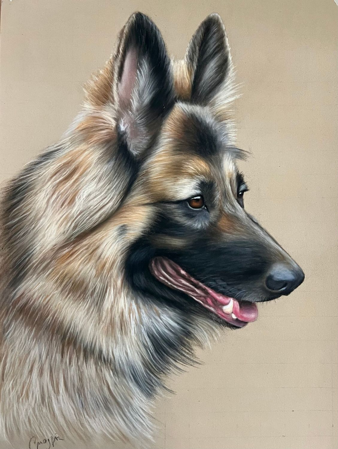 Apprendre à réaliser un berger allemand au pastel sec Apprendre à réaliser un berger allemand au pastel sec