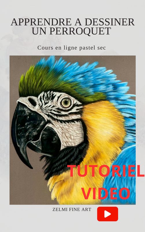 Apprendre à dessiner un Perroquet au pastel sec