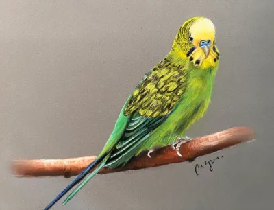 Petite Perruche