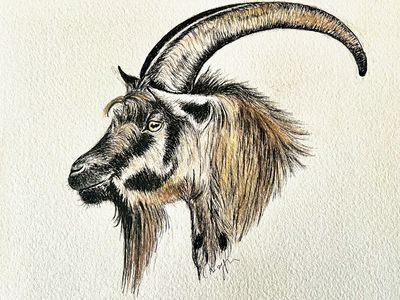 Petit bouc