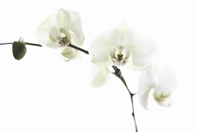 Orquídea Blanca. Orquídea phalenopsis premium. 2 varas de flor. Altura 60 cm.