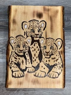 DD Leopards