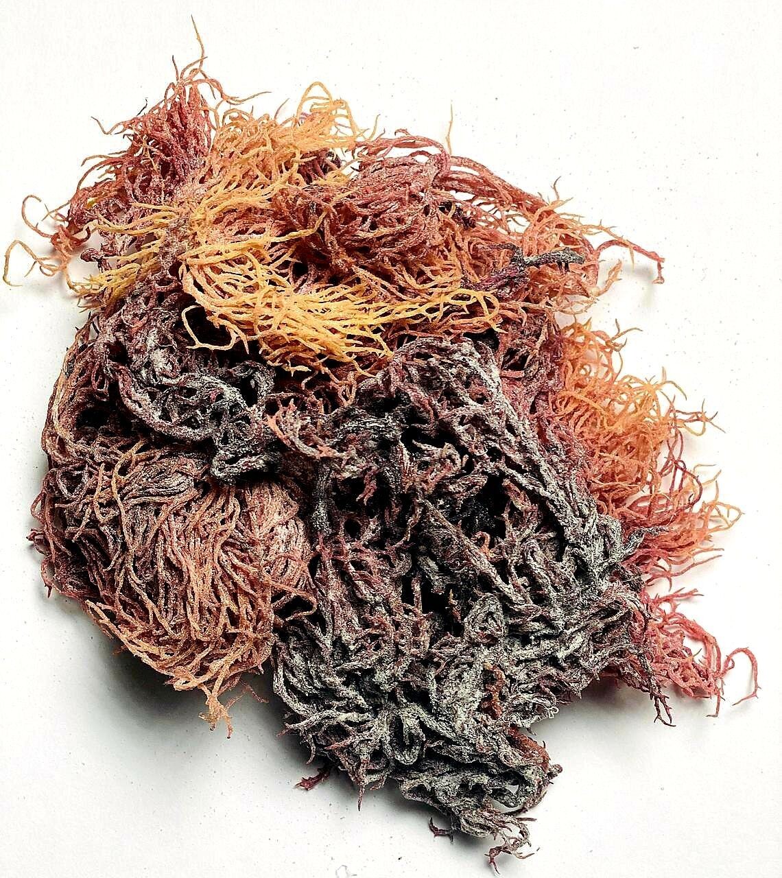 Full Spectrum Seamoss: Dried and cured - 8oz