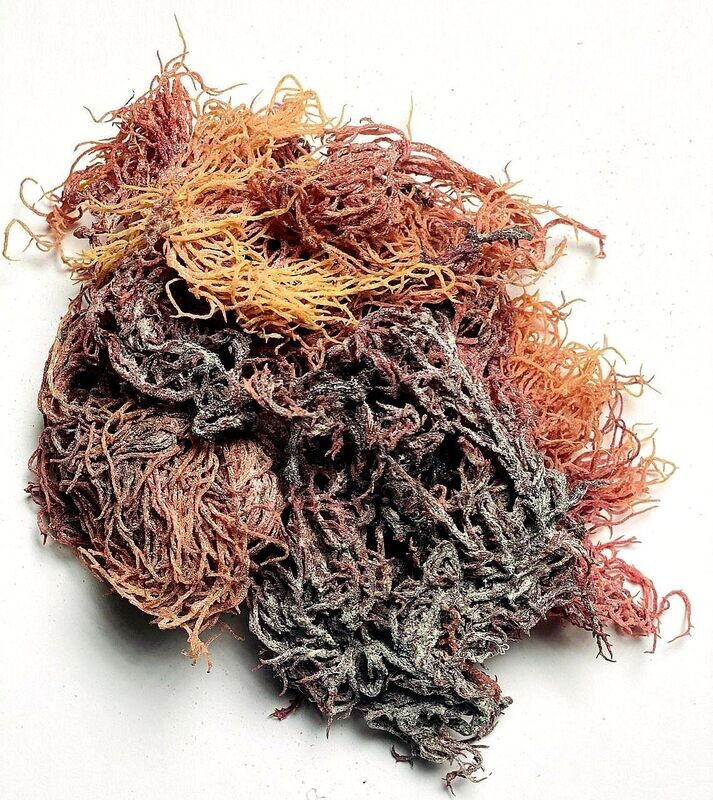 Full Spectrum Seamoss: Dried and cured - 8oz