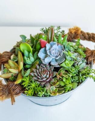 suculentas, cactus y terrarios