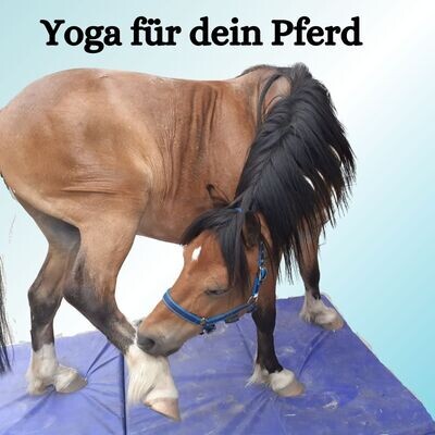 9-Monats-Kurs "Yoga für dein Pferd" Standard-Tarif