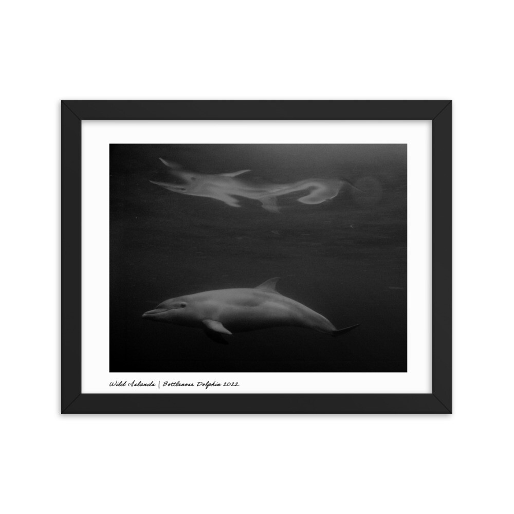 Bottlenose Dolphin 2022 | Framed Poster