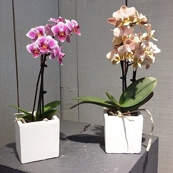 Orchidée Phalaenopsis Mini