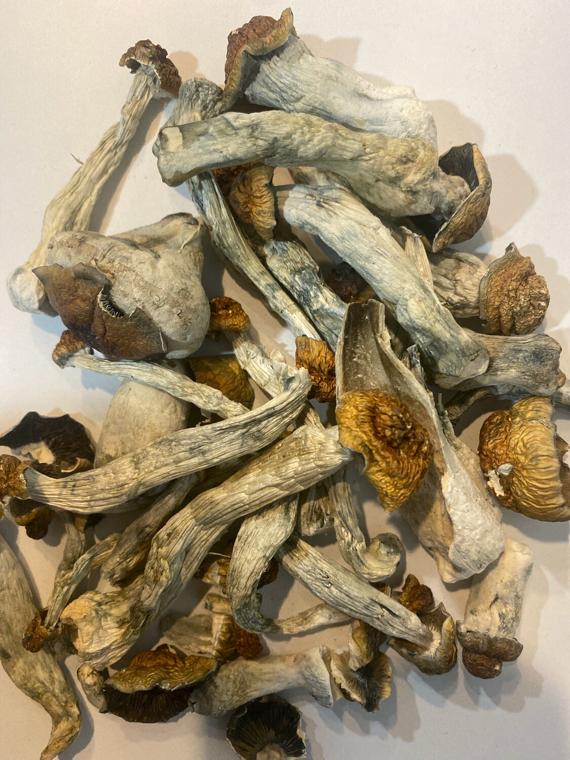 Steel Magnolia Mushrooms