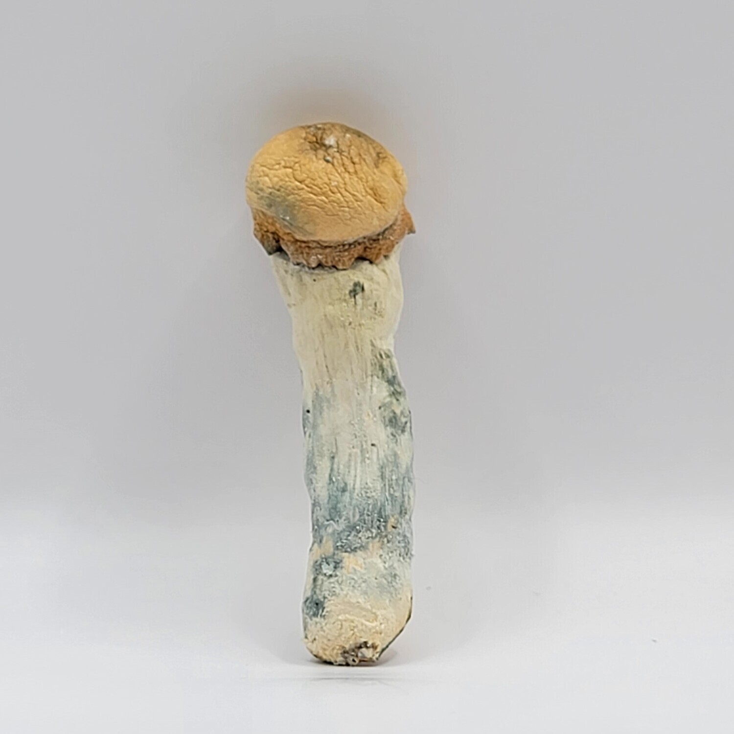 Penis Envy #6 Mushrooms