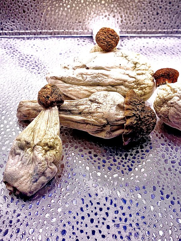 Mada x Penis Envy Mushrooms