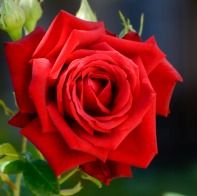 Buquês de Rosa