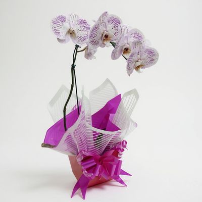 Orquídea Phalaenopsis Roxa e Branca para Presente