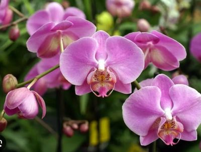 Orquídeas para Presente
