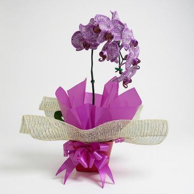 Orquídea Phalaenopsis Rosa para Presente