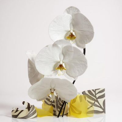 Orquídea Phalaenopsis Branca para Presente