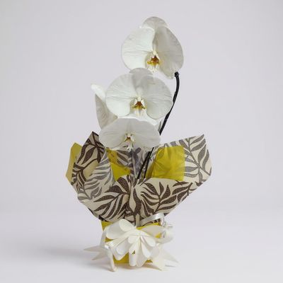 Orquídea Phalaenopsis Branca para Presente Orquídea Phalaenopsis Branca para Presente