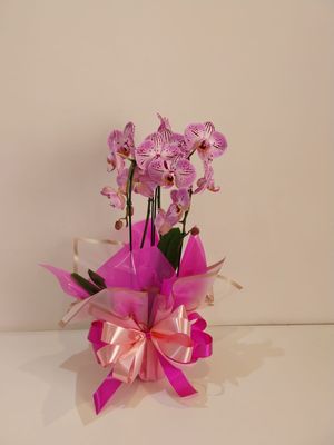 Orquídea Phalaenopsis Branca para Presente