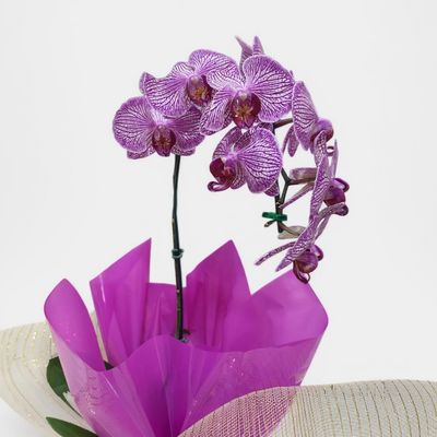 Orquídea Phalaenopsis Rosa para Presente
