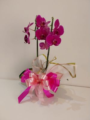 Orquídea Phalaenopsis Rosa para Presente