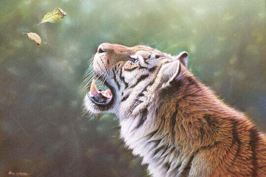 Curiosity Tiger - Paint by Numbers kit