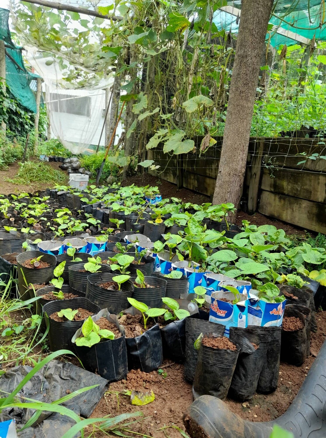 Kava seedlings