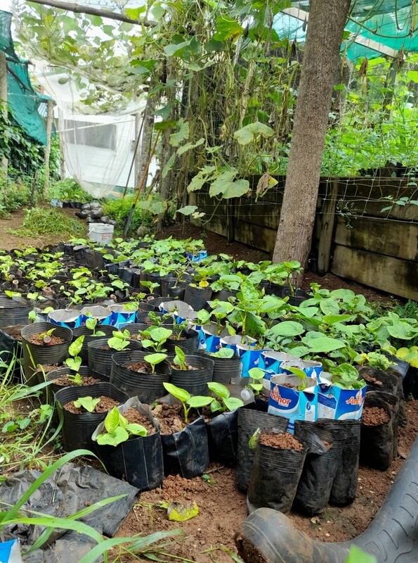 Kava seedlings