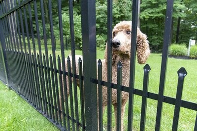 Puppy Guard