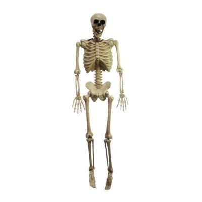 Skeleton hanging 1.6m