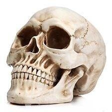 Skull prop