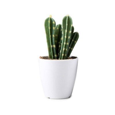 Cactus - mini v1