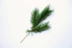 Pine spray; silk